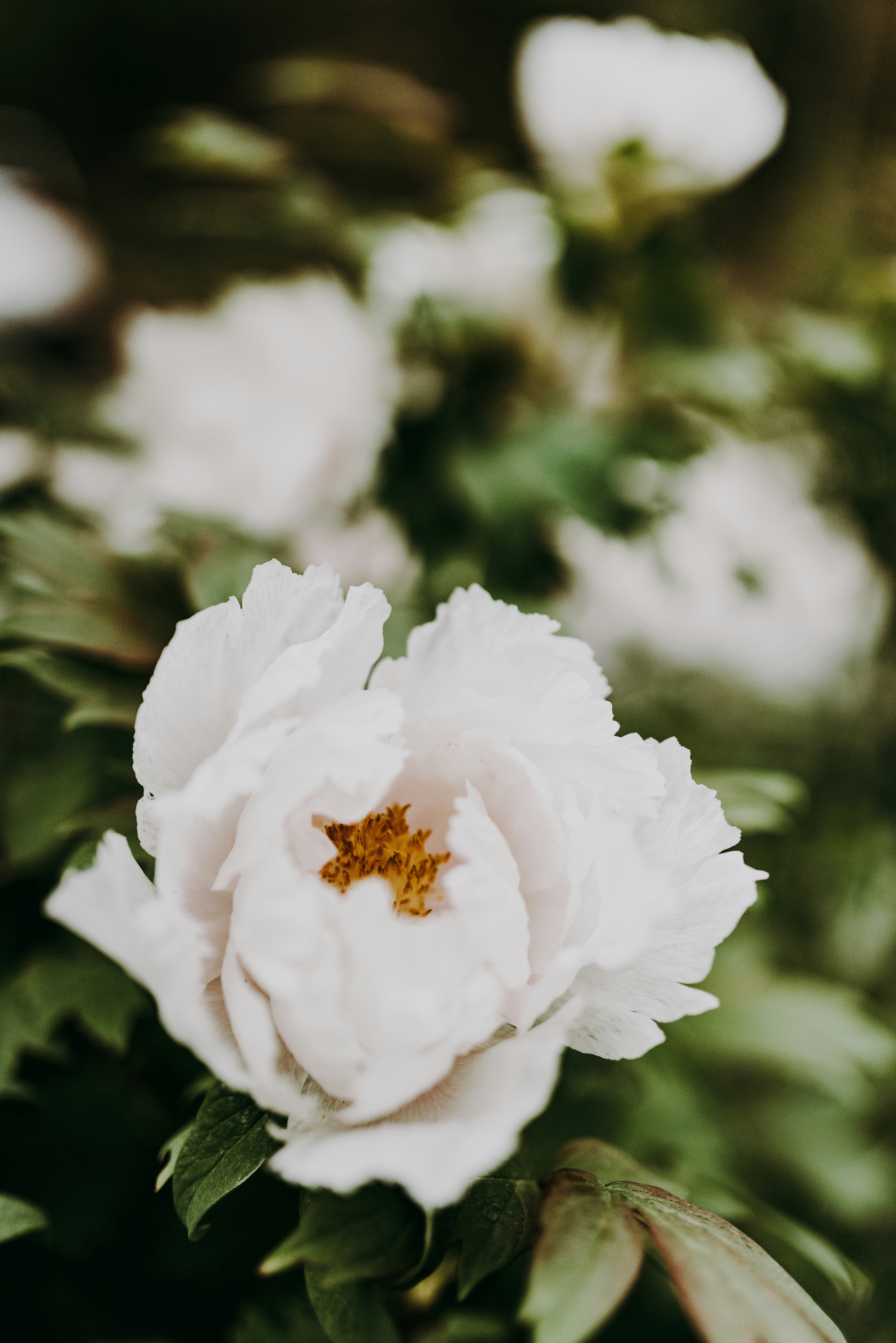 white flower in tilt shift lens